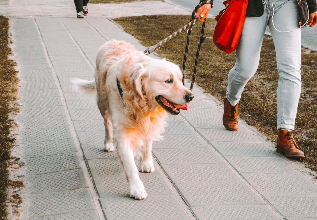 A dog being walked safely on a lead in Middleton