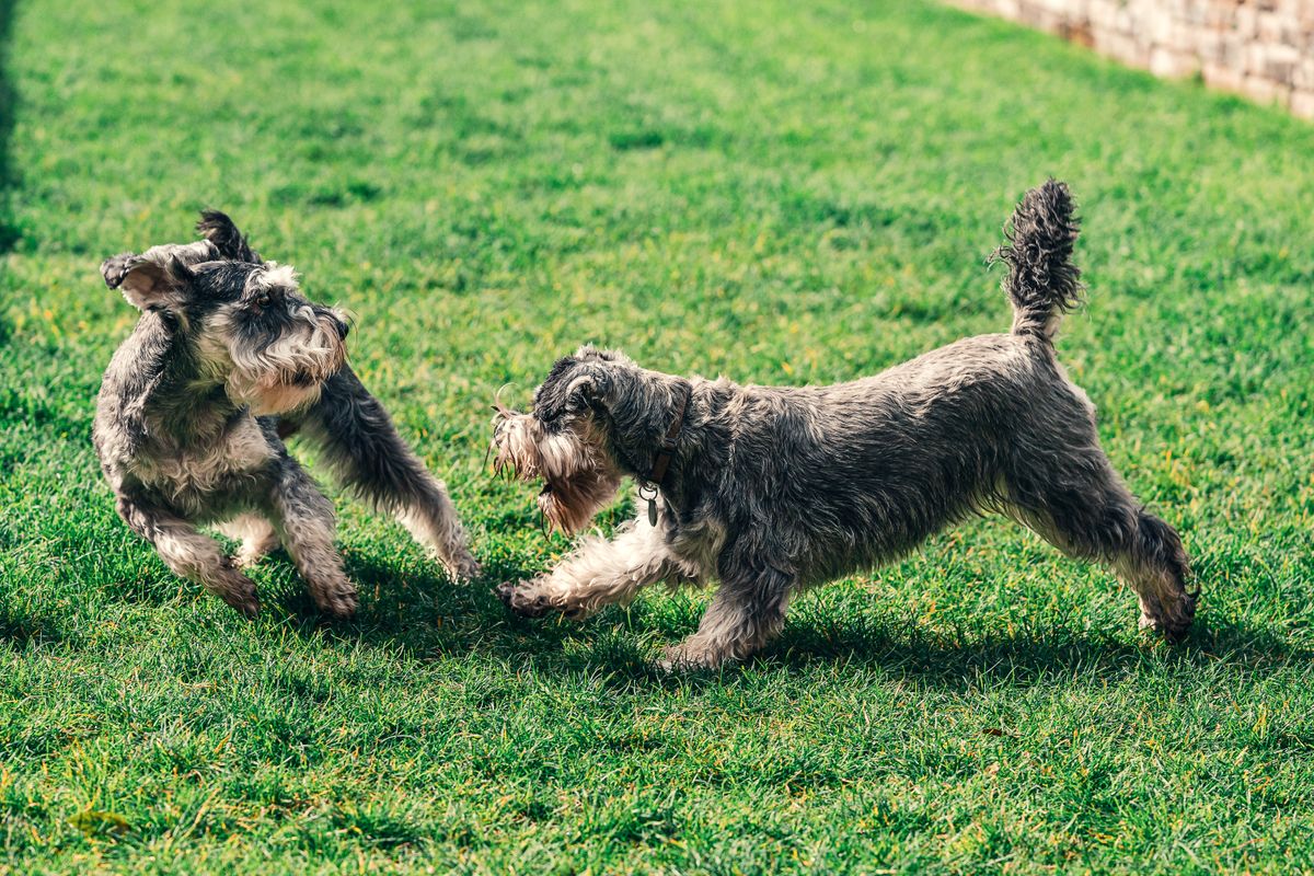 Two happy dogs playing together in a grassy field in Chadderton